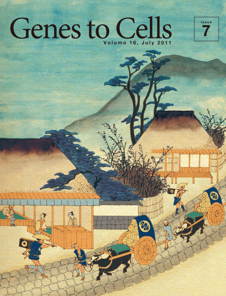 伸びろ微小管街道!届け物資!