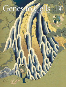 滝が織り成す細胞系譜