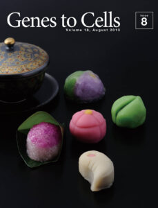 和菓子で再現する卵割から初期胚の発生まで