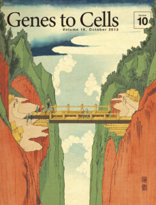 カドヘリン橋から細胞間隙を望む