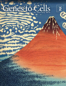 赤富士の背に小胞体とゴルジの雲