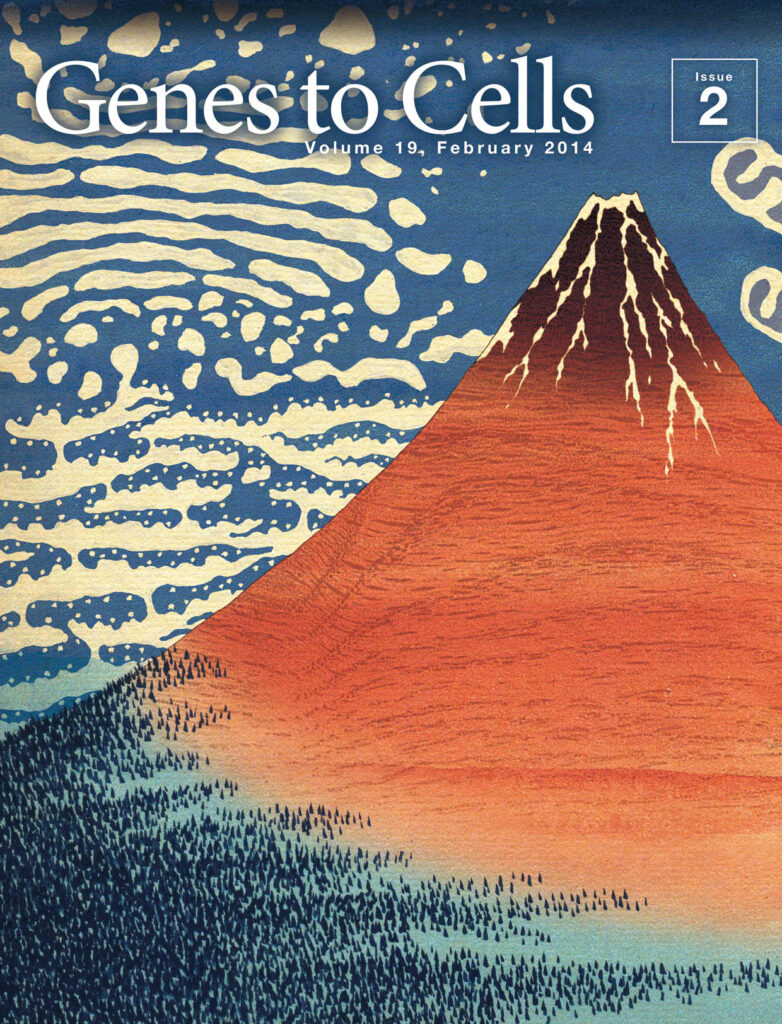 赤富士の背に小胞体とゴルジの雲