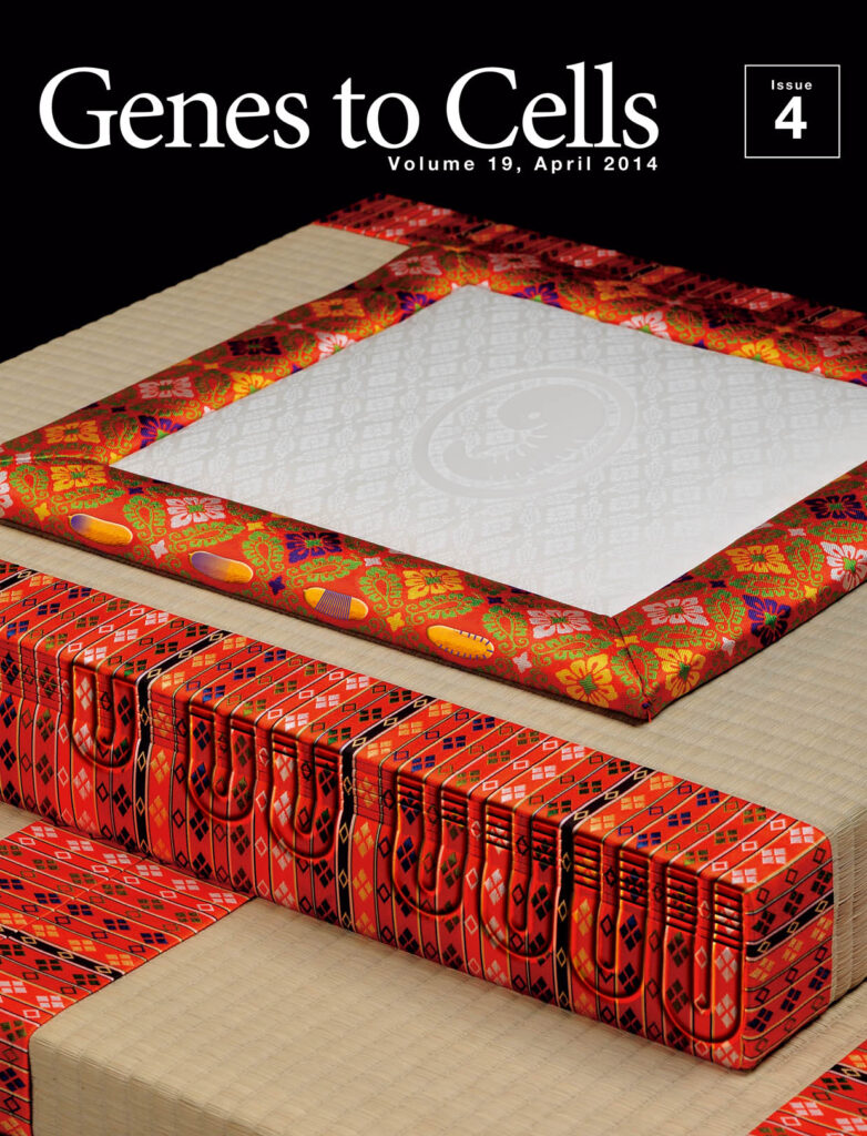 精巧な八重畳の縁で魅せる体節形成の妙技