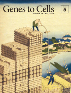 大脳皮質さながらに材木を積む職人芸