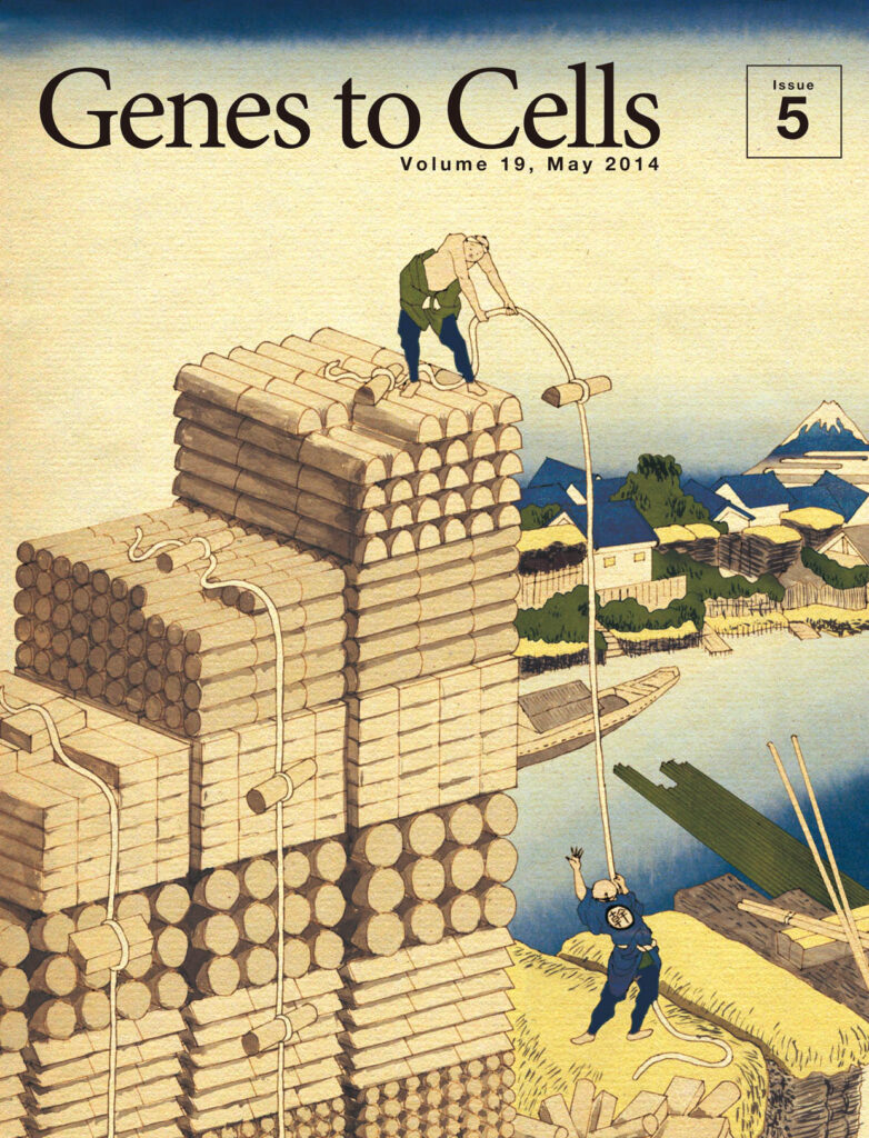 大脳皮質さながらに材木を積む職人芸