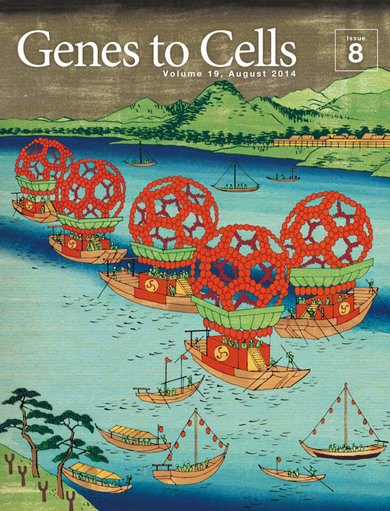 宵の川祭にクラスリン被覆小胞の飾りが映える