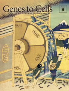 ATPを生み出すミトコン水車