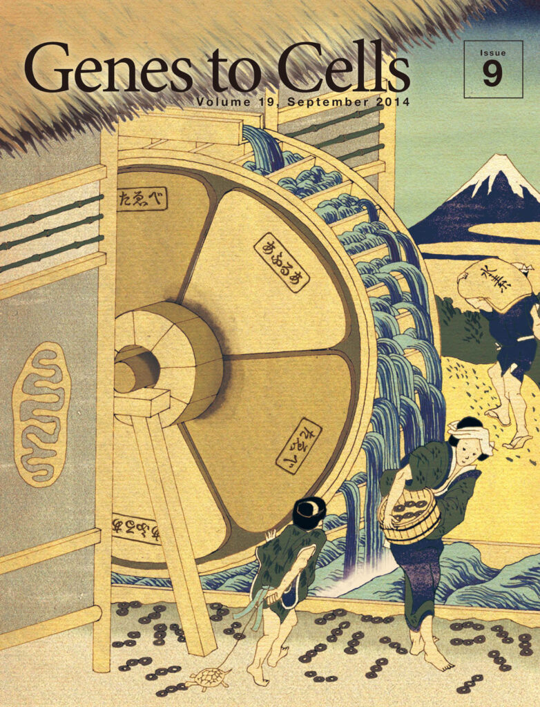 ATPを生み出すミトコン水車