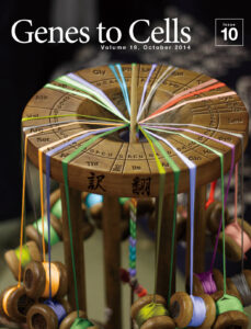 コドン表付き台で編むポリペプチド組み紐