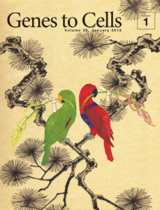 松の枝にXY型のスイバとZW型のインコ