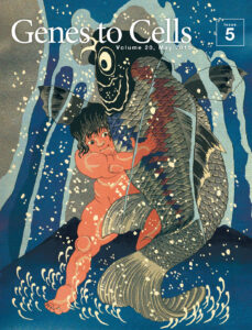 金太郎の怪力で鯉の尻尾が伸びる