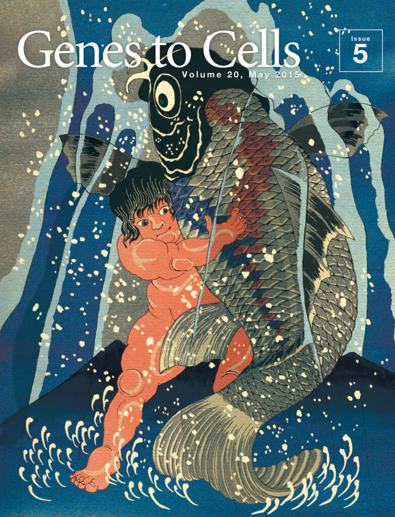 金太郎の怪力で鯉の尻尾が伸びる