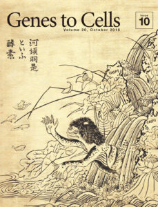 河童の手にアポトーシスを起こすカスパーゼカスケード