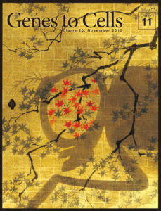 紅葉で表現するショウジョウバエの斑入りの眼