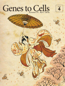 成虫原基を身にまとい清水の舞台から飛び降りる