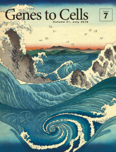 見る者を揺さぶる、蝸牛の如き鳴門の渦潮