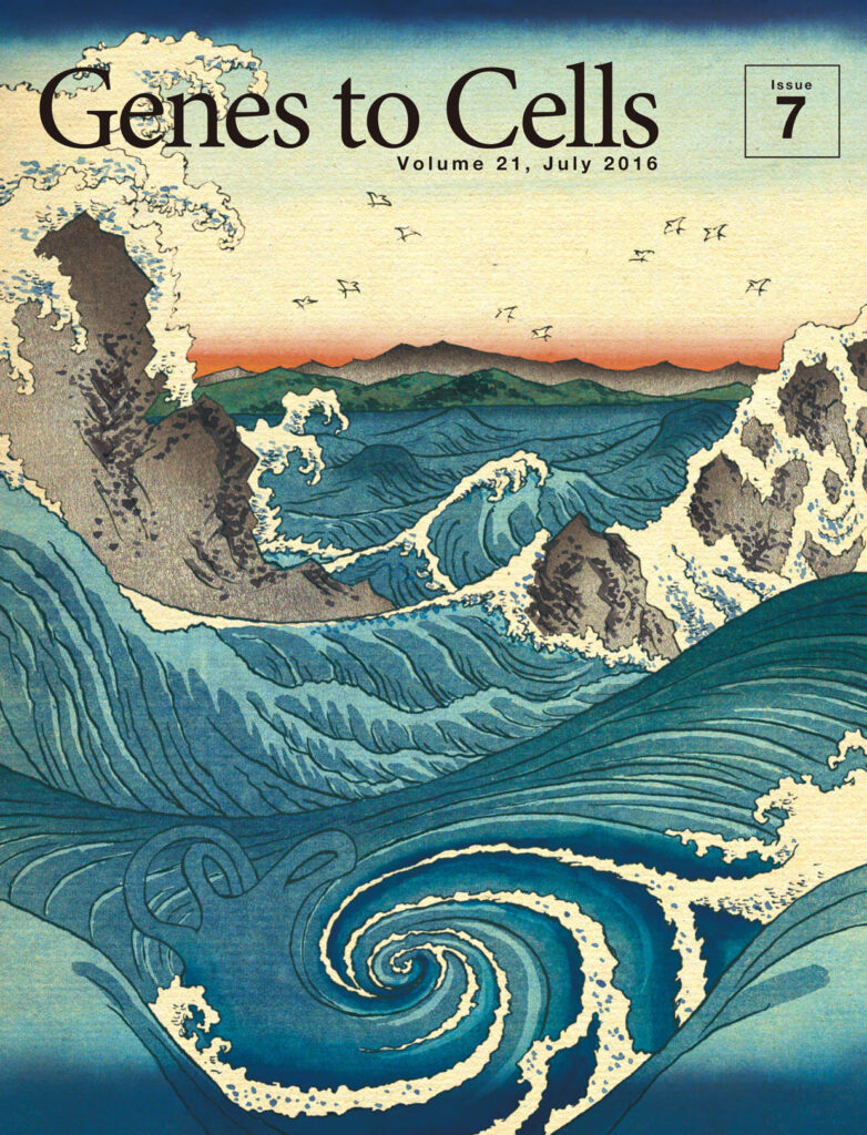 見る者を揺さぶる、蝸牛の如き鳴門の渦潮