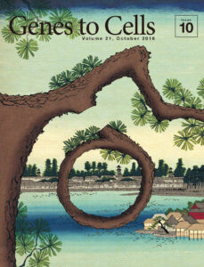 部位特異的組換えで剪定される松の枝