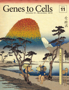 受精後のカルシウム波のような紅葉前線