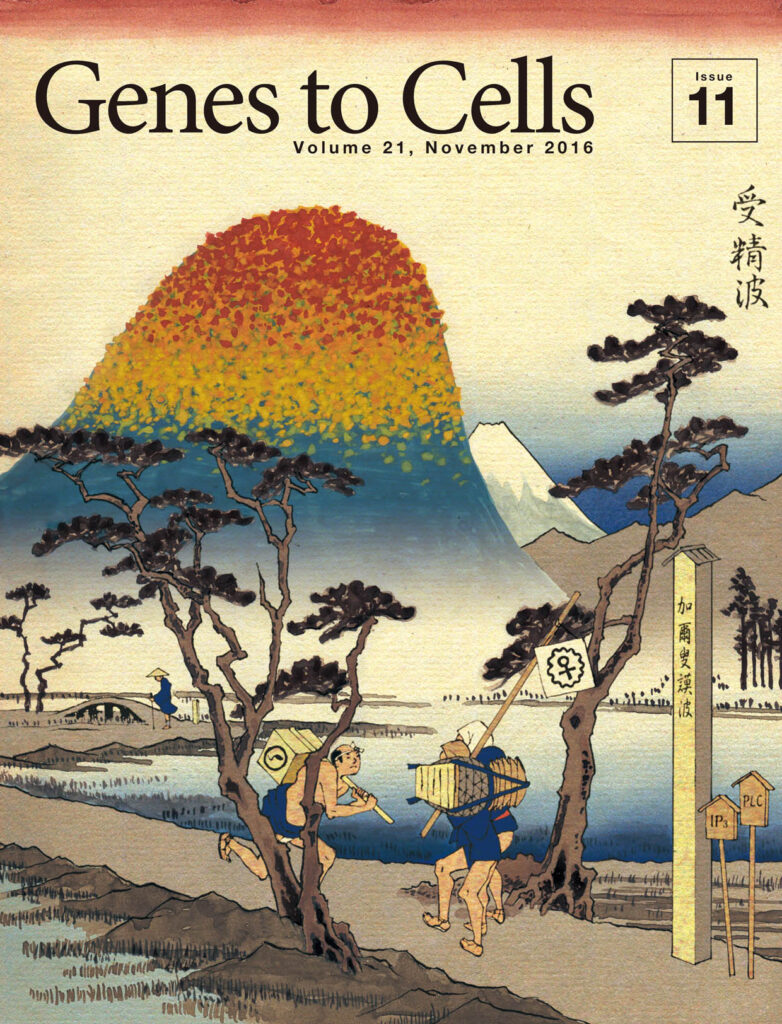 受精後のカルシウム波のような紅葉前線