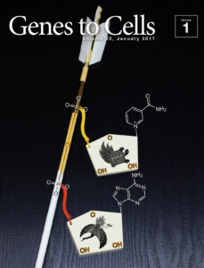 健康長寿を祈るNAD+の破魔矢