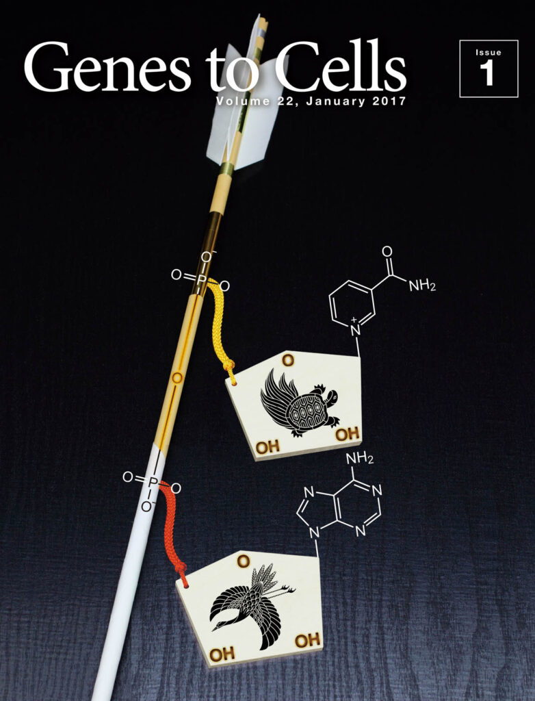 健康長寿を祈るNAD+の破魔矢