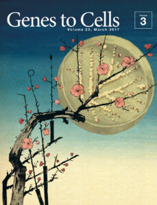 紅梅と満月培地のコラボ