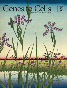 αヘリックスとβシートの花菖蒲が咲き誇る