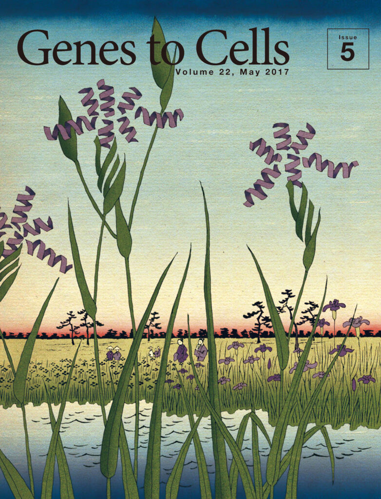 αヘリックスとβシートの花菖蒲が咲き誇る