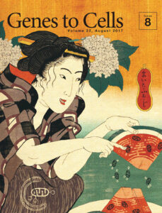 マイトファジーによるスイカの種取り