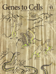 GDF11の発現タイミングで決まる胴の長さ