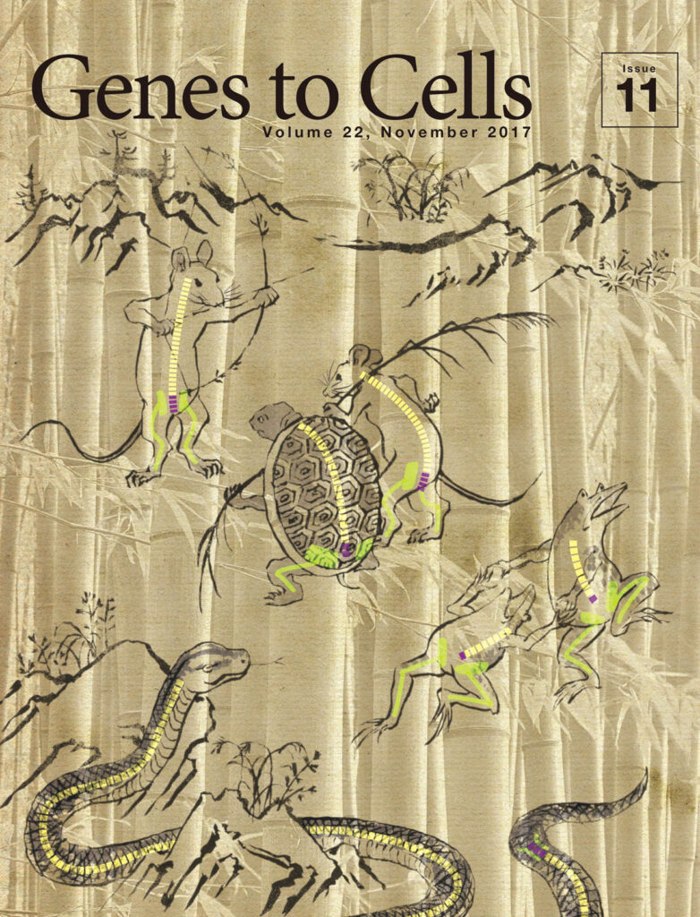 GDF11の発現タイミングで決まる胴の長さ