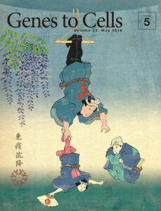 リン酸化タンパク質特異的免疫沈降を模した曲芸