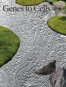 枯山水？いや腸管上皮の凍結割断レプリカ像