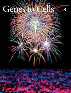 脳から打ち上げられた新生ニューロンの花火