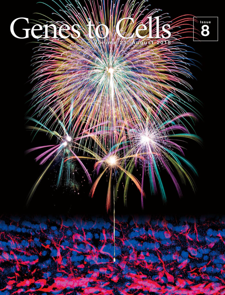 脳から打ち上げられた新生ニューロンの花火