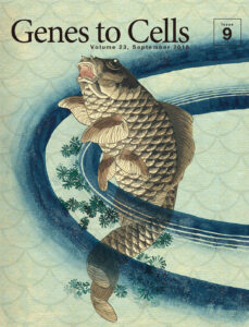 北斎はスケッチした？魚のウロコに酷似した文様