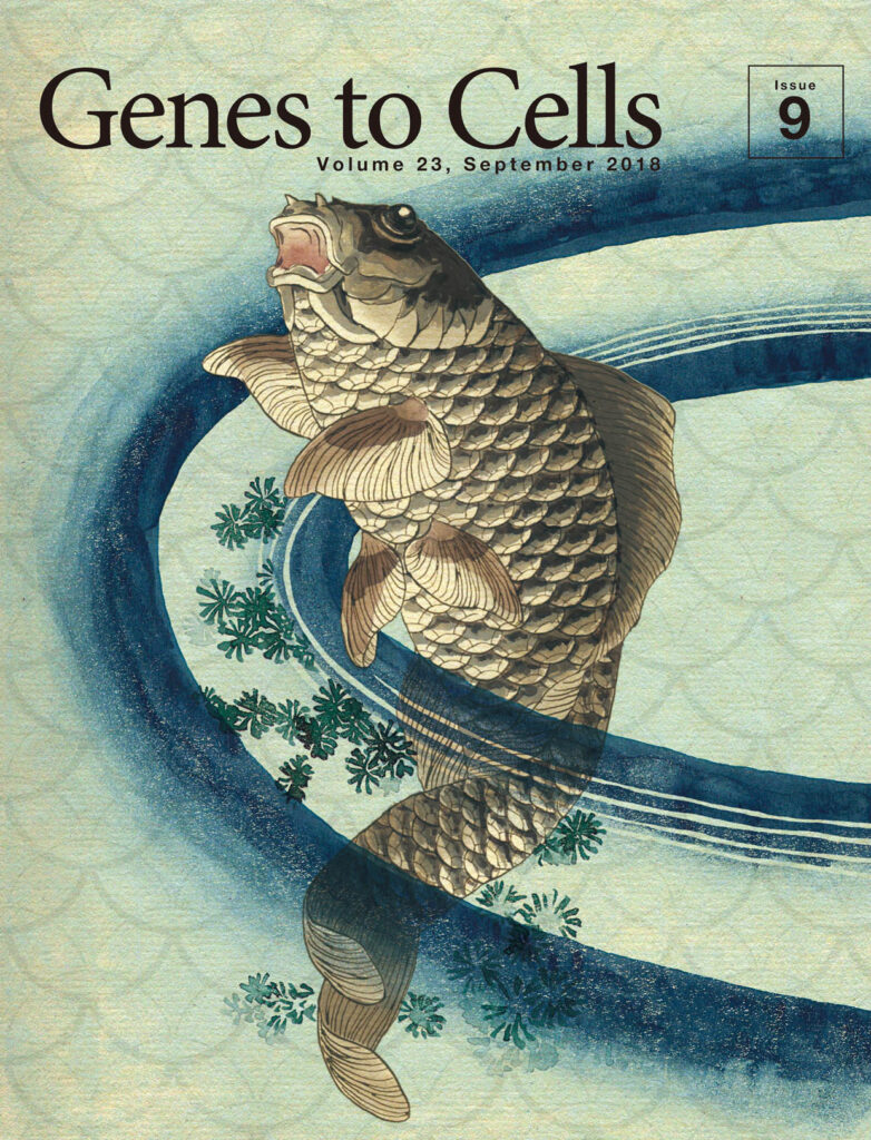 北斎はスケッチした？魚のウロコに酷似した文様