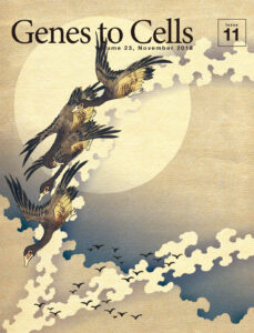 飽和曲線の傾きに合わせて編隊を変える雁