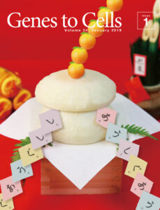 リボソーマル鏡餅