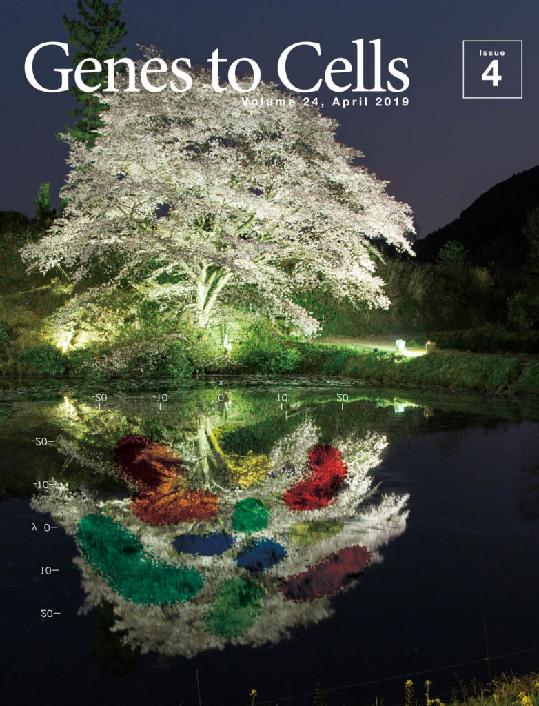 シングルセル解析手法により可視化した夜桜