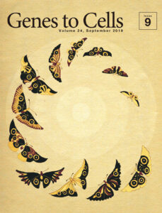 同心円に導かれるかの如き眼状紋の蝶