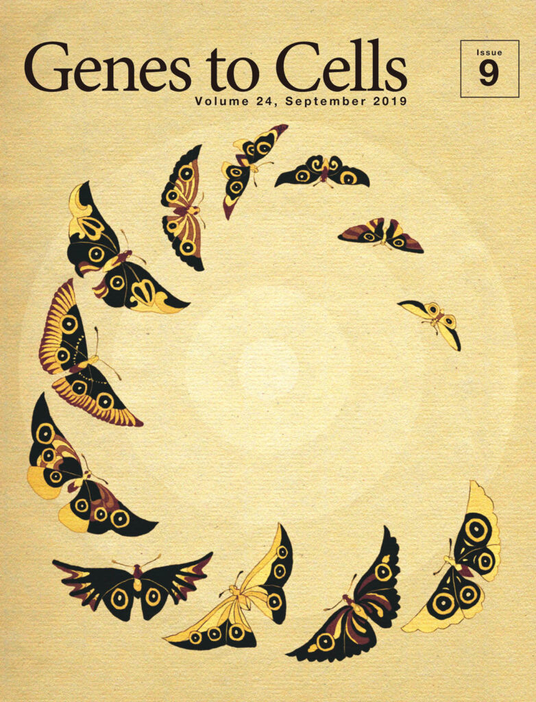 同心円に導かれるかの如き眼状紋の蝶