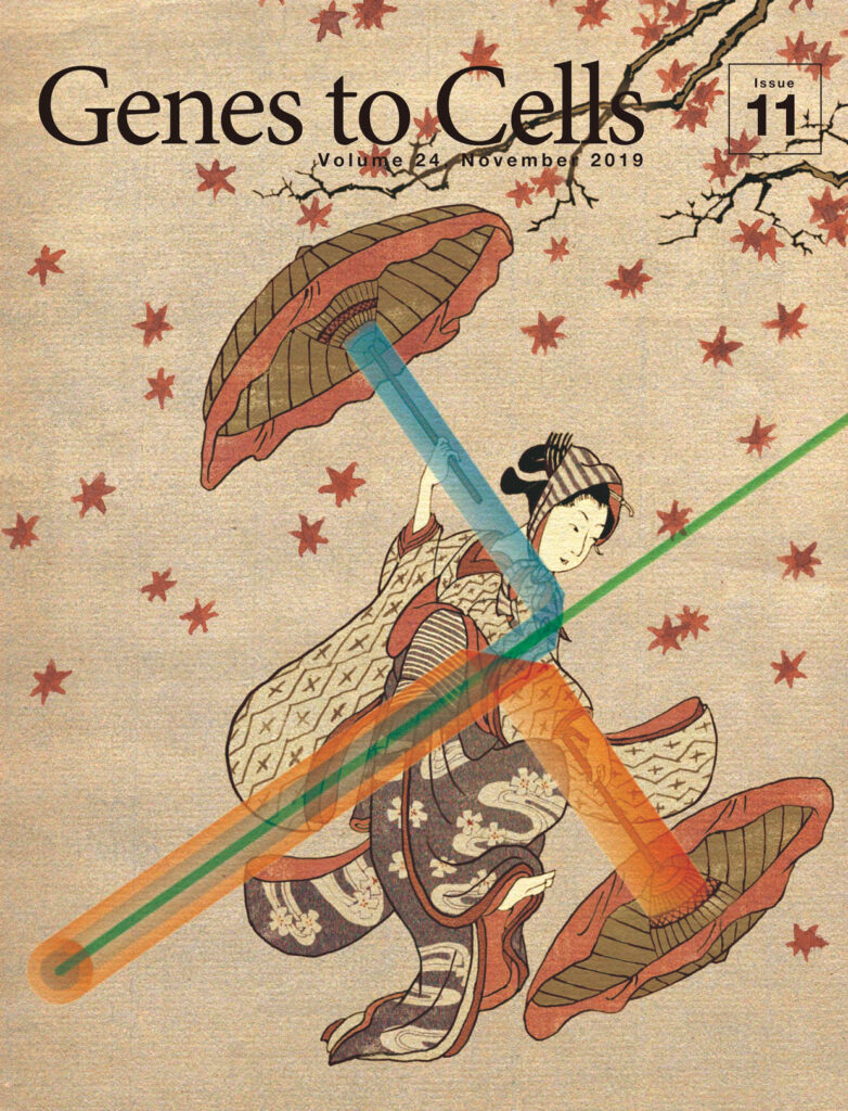 STEDの舞が放つ超高解像度の蛍光像