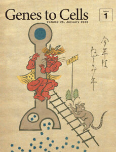 ネズミの攻撃的行動に追い詰められる鬼