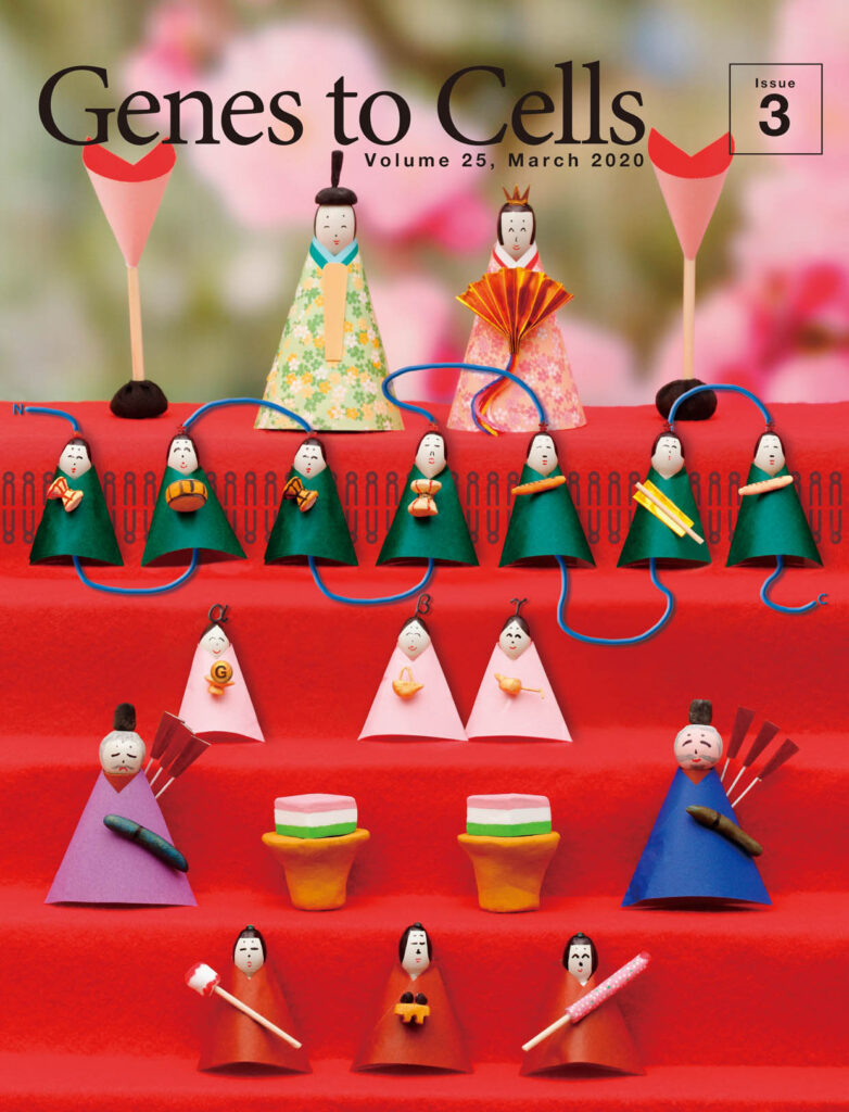 三量体Gタンパク質のシグナル伝達ひな壇