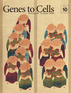 カドヘリンのサブタイプ特異的な接着