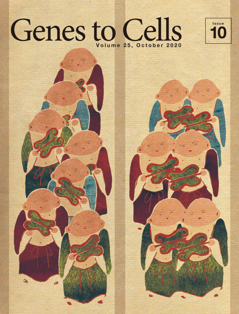 カドヘリンのサブタイプ特異的な接着