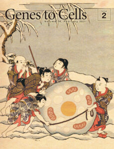 ベージュ脂肪細胞と化した雪の大玉