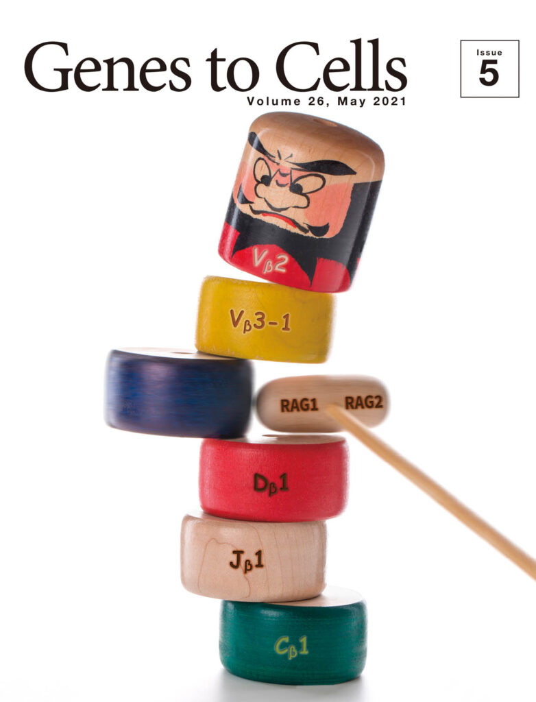 VDJ組換え成功？T細胞受容体だるま落とし